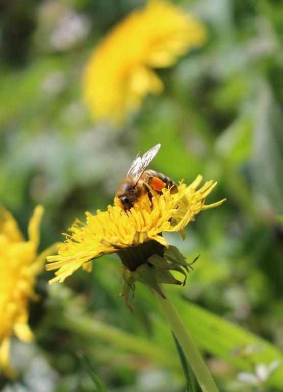 Urlaub Mitten Im Wald - Lueg Scheibbs Esterno foto