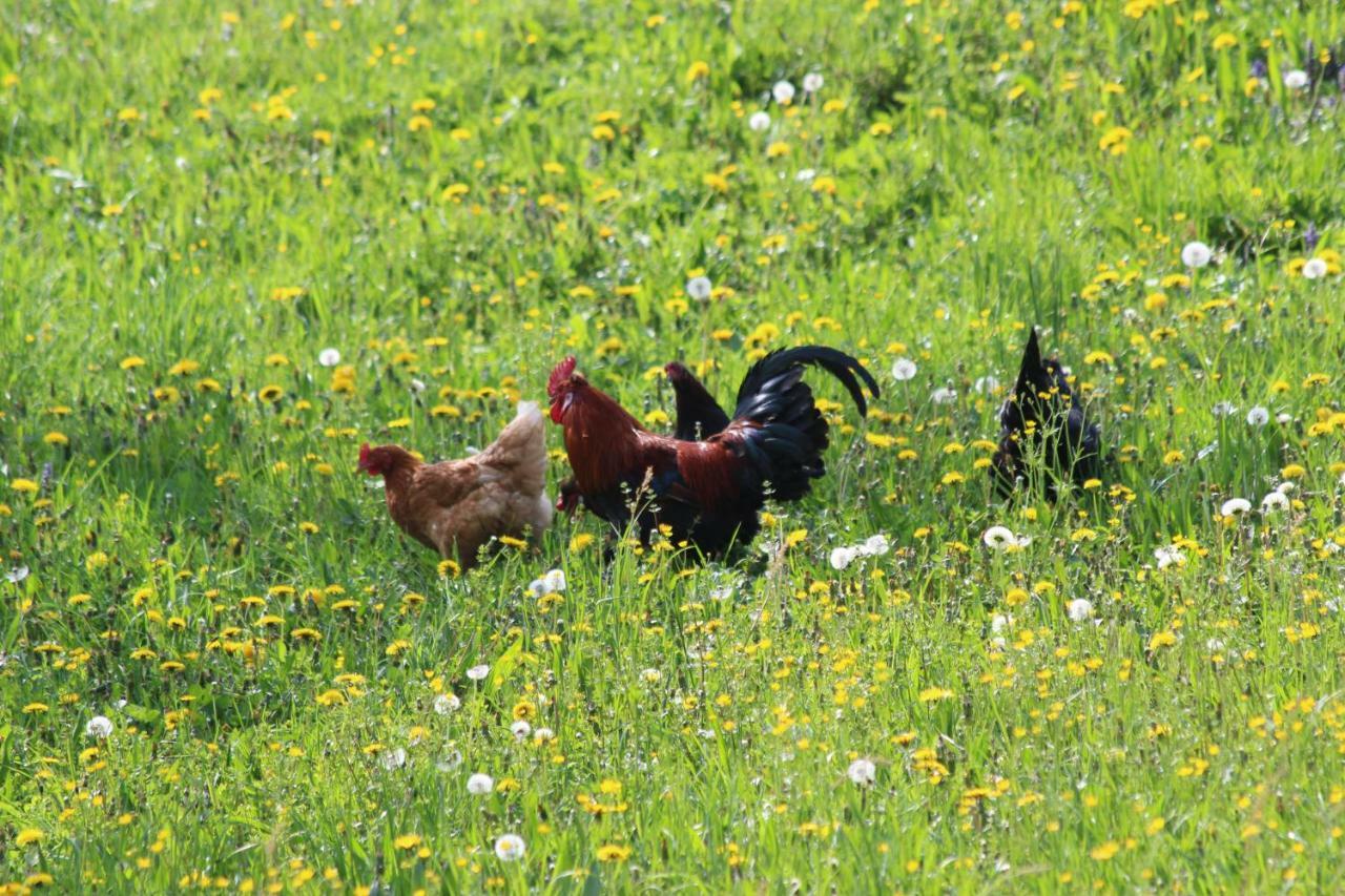 Urlaub Mitten Im Wald - Lueg Scheibbs Esterno foto
