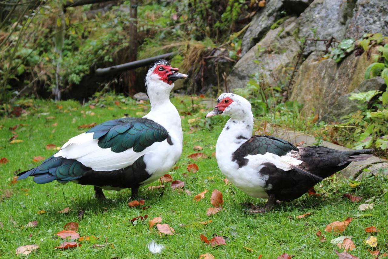 Urlaub Mitten Im Wald - Lueg Scheibbs Esterno foto
